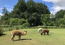 paddocks