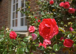 Roses