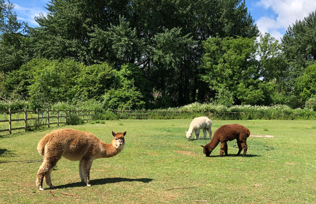 explore the gardens and animals at the old mill