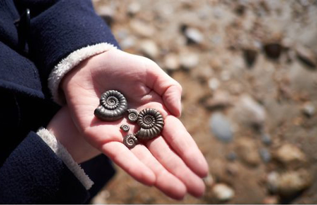 Jurassic Coast B&B